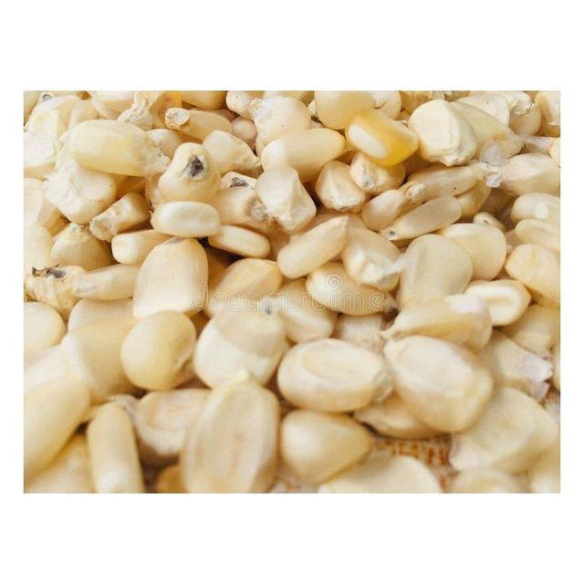 White Corn for Flour Production