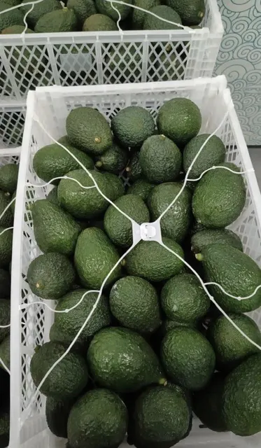 Fresh Hass Avocados displayed