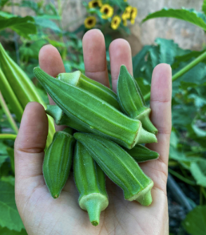 Frozen Okra Packaging