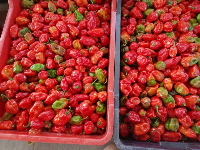 Red Bell Pepper