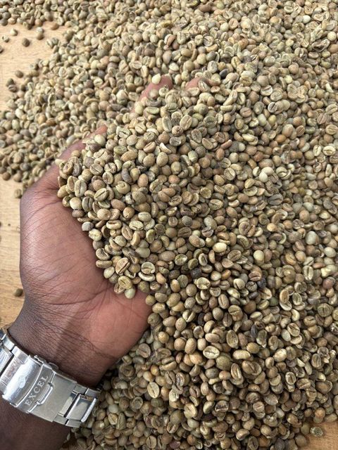 Robusta Green Coffee Beans