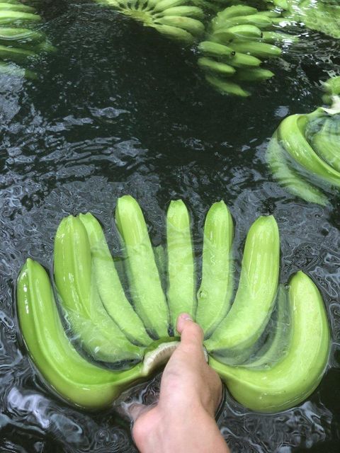 Green Banana Product 2