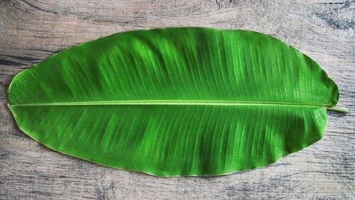 Banana Leaf Product 2