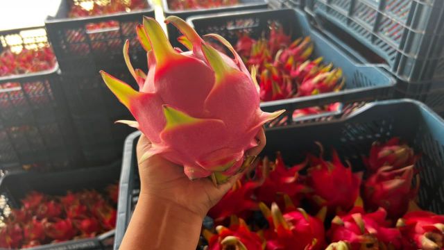 Dragonfruit in Bowl