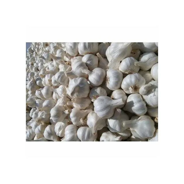 Premium White Garlic - Fresh Harvest