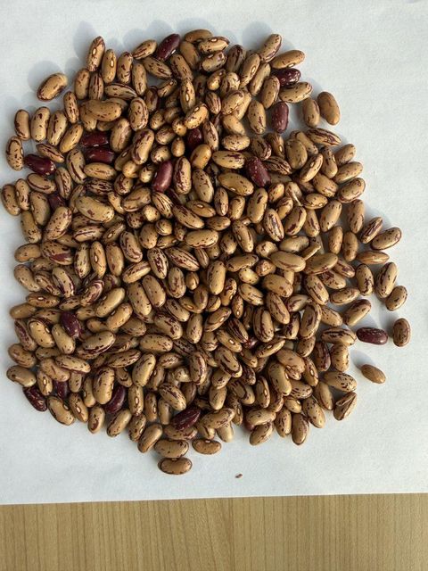 Light Speckled Kidney Beans - Product Image 2
