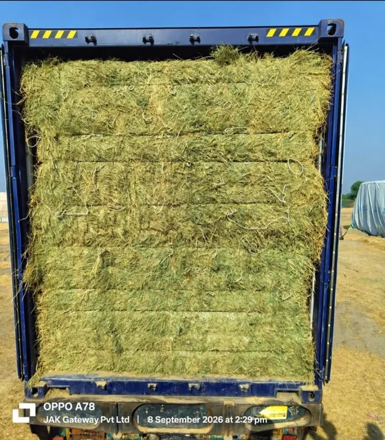 Rhodes Grass Hay Stored in Warehouse