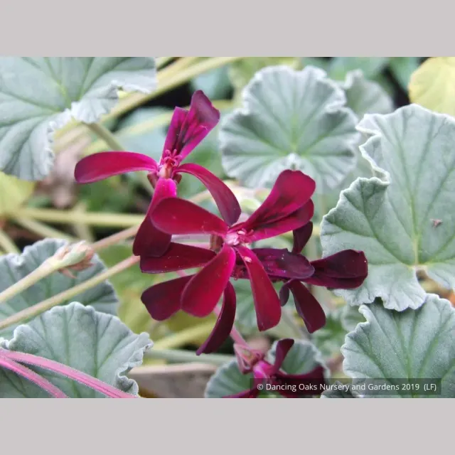 Pelargonium Sidoides Product 3