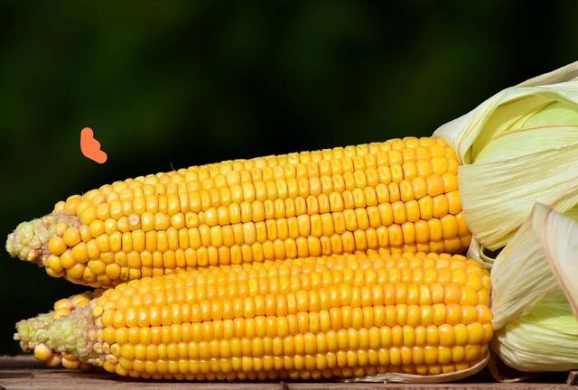 Yellow Corn Image 1