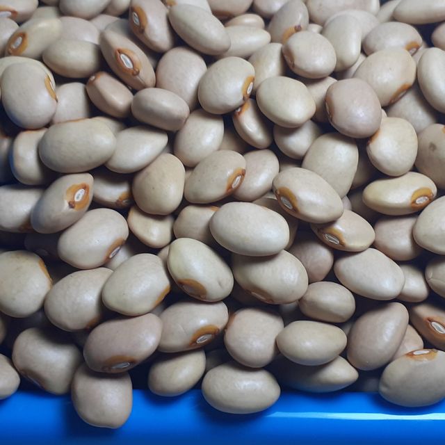 Dried Common Beans - Ethiopian Origin