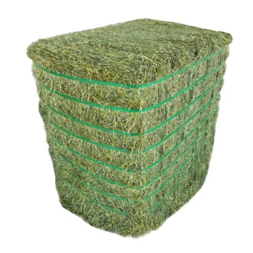 Fresh Alfalfa Hay Image 2