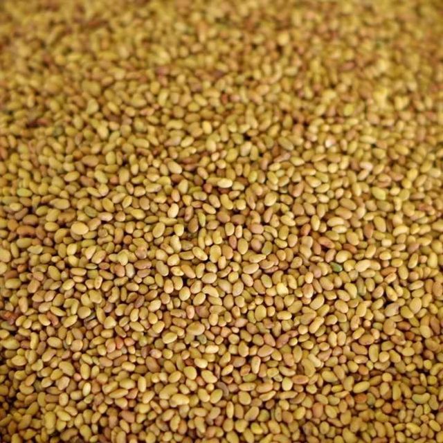 Alfalfa Seed in Field