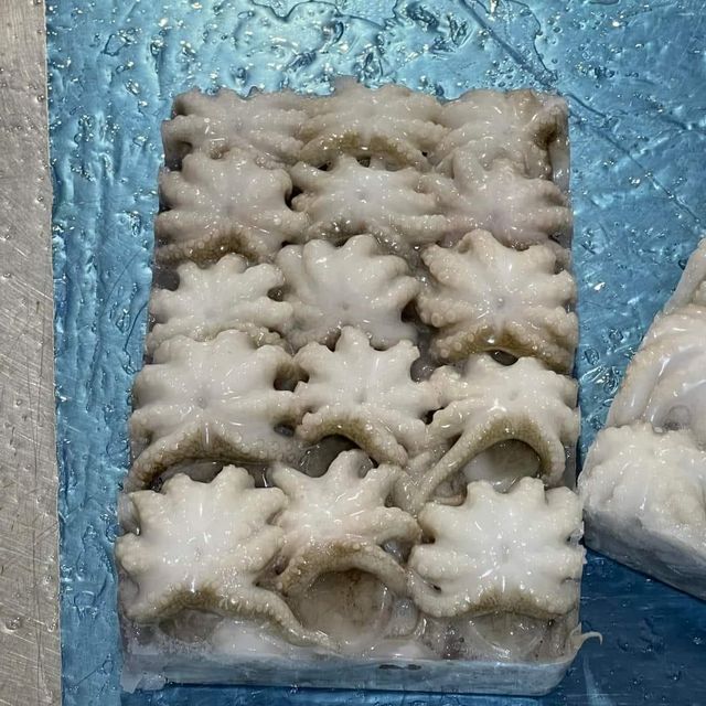 Frozen Baby Octopus Whole Clean