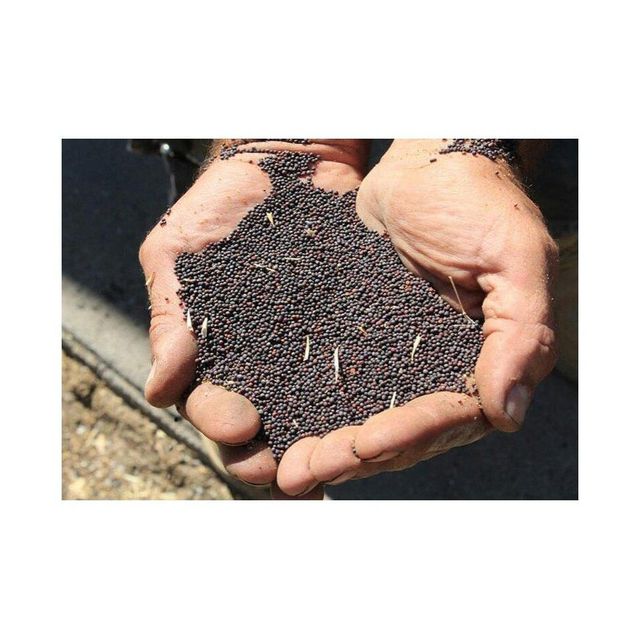 Canola Seeds Image 2