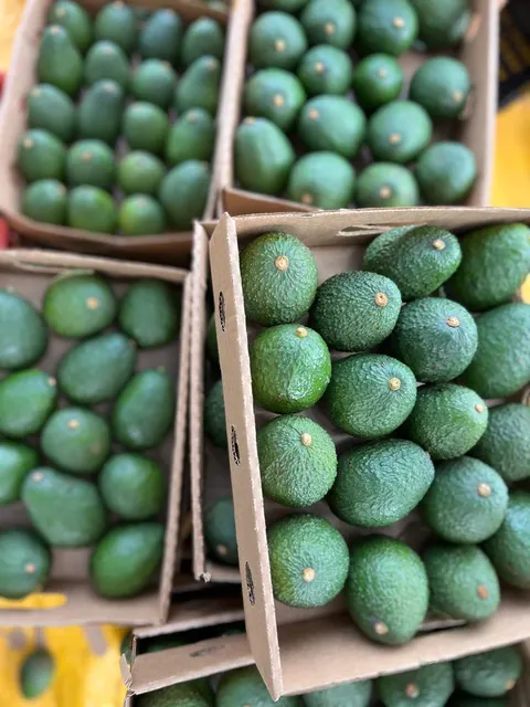 Avocado Hass Rough Texture Oval to Pear Shape