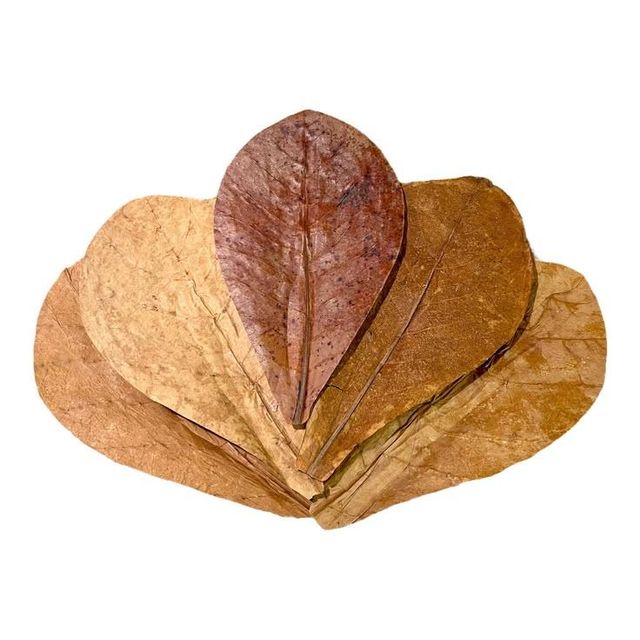 Cattapa Leaves Super Grade image 3