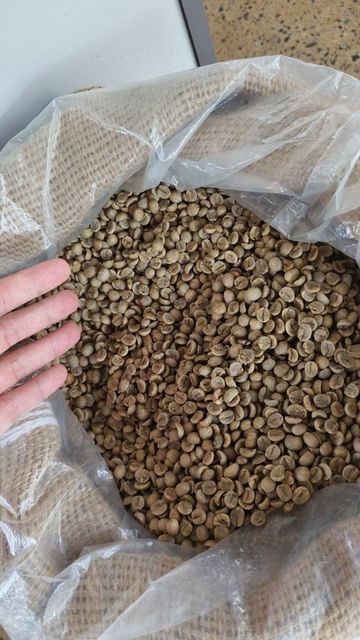 Robusta coffee beans close-up