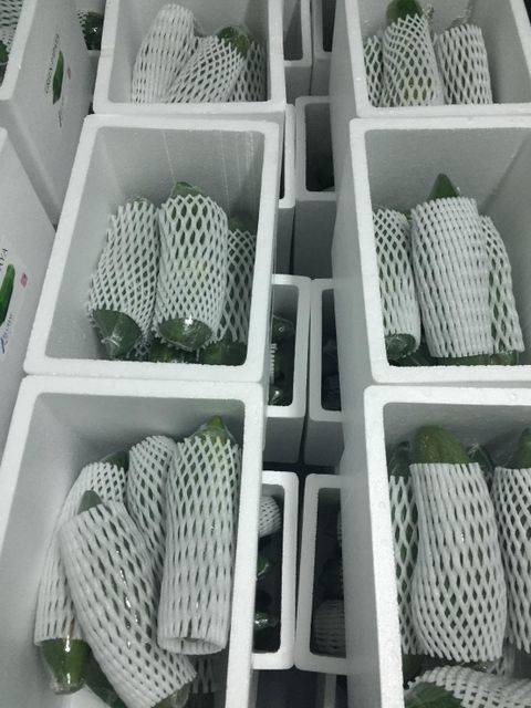 Green Papaya 1