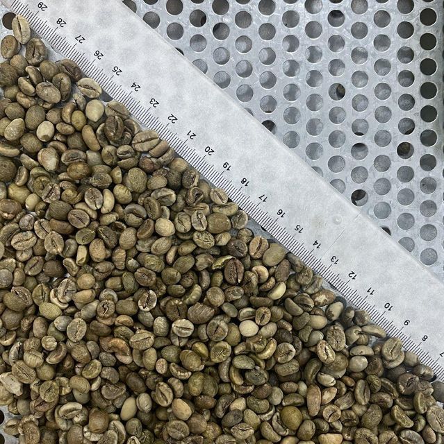 Green Coffee Bean Robusta S16 Clean