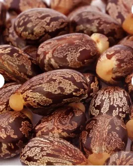 Brown Dried Castor Seed