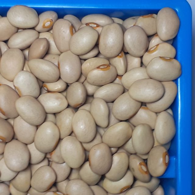 Ethiopian Cream Beans - Fresh Kidney Red and White