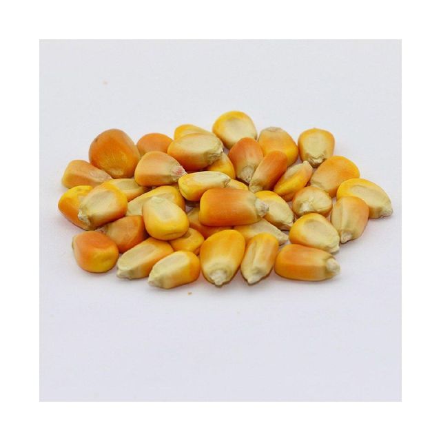 Yellow corn kernels in storage container