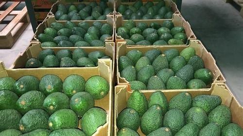 Fresh Avocado 3
