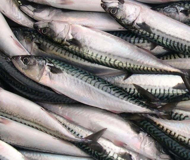 Fresh Fish 2