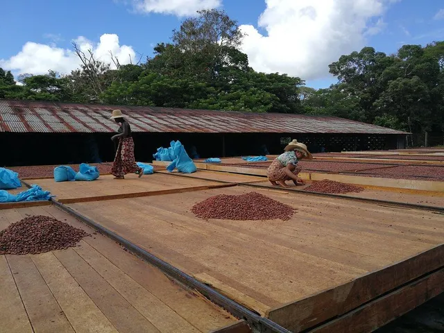 Close-up of premium cocoa beans