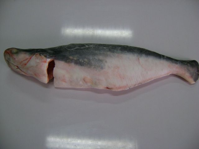Pangasius Image 4