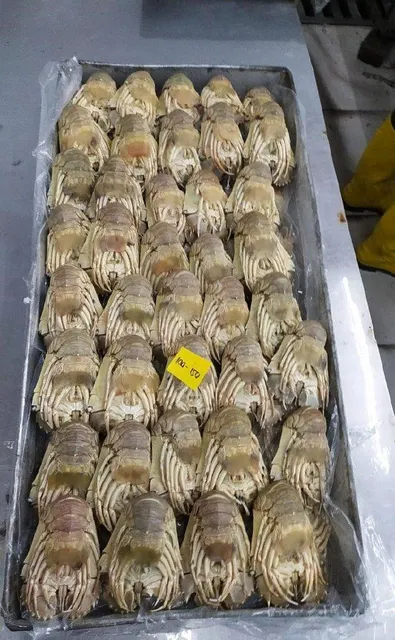 Close-up of Frozen Slipper Lobster shell