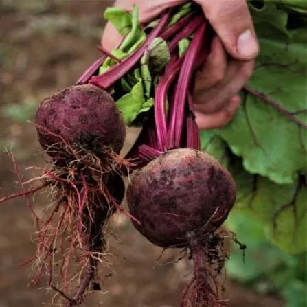 Organic Fresh Beet Roots - Image 1