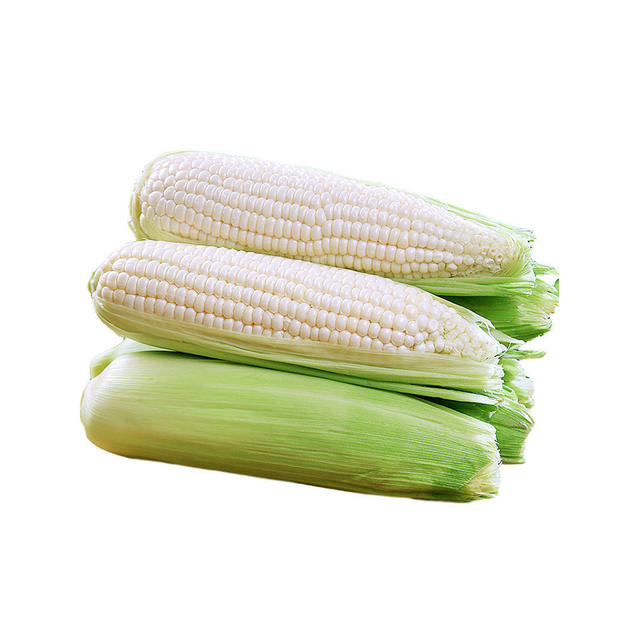 Natural Maize Packaging