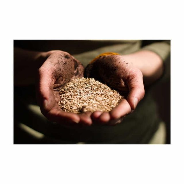 Bulk Alfalfa Seed