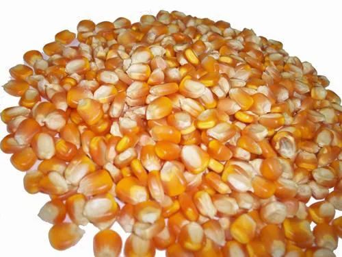 Corn-Meal