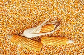 Yellow Corn Image 2