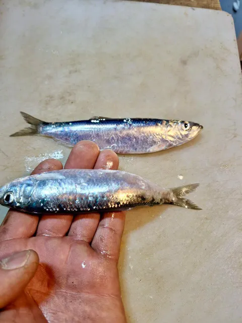 AUSTRAL Sardines Frozen Block 1