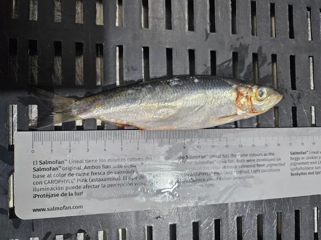 AUSTRAL Sardines Frozen Block 2