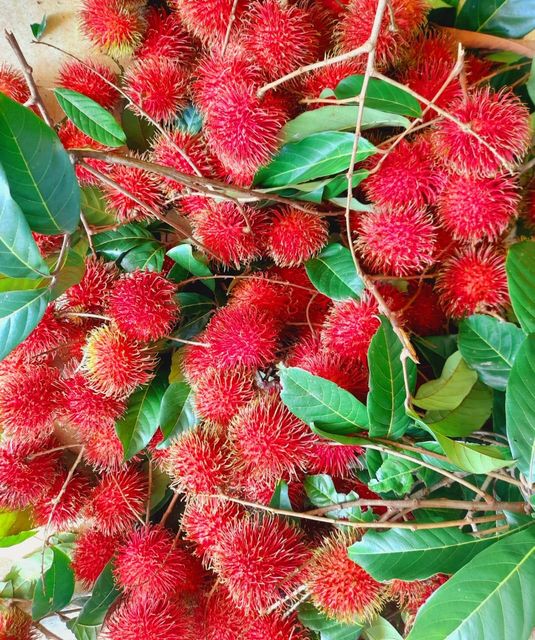 Fresh Rambutan 3
