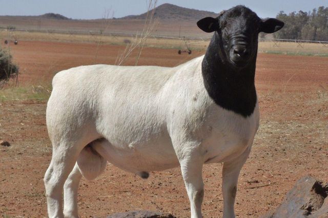 Black Head Dorper sheep herd