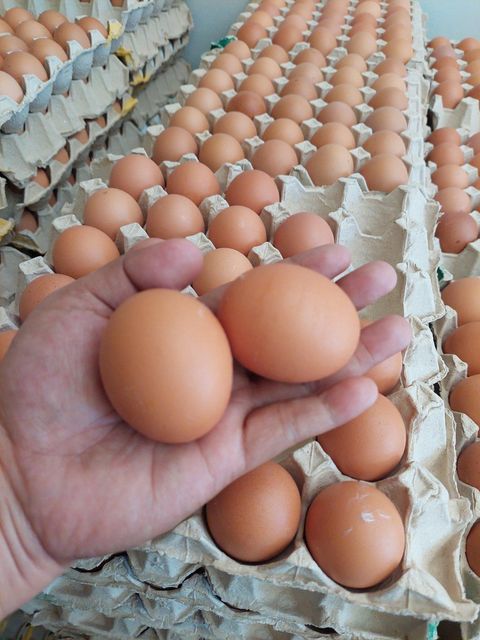 Duck Eggs