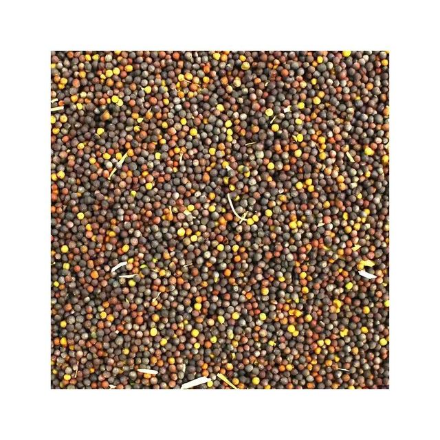 Canola Seeds - Industrial Grade
