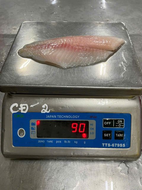 Tilapia-Discolor
