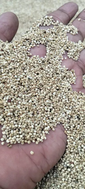 Raw quinoa grains spread on table