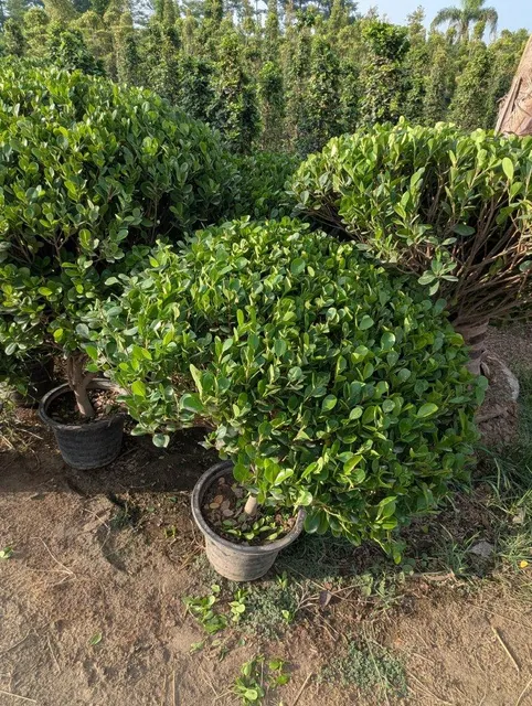Top view of football-shaped Ficus plant