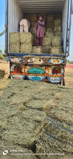 Packed Rhodes Grass Hay Bales for Export