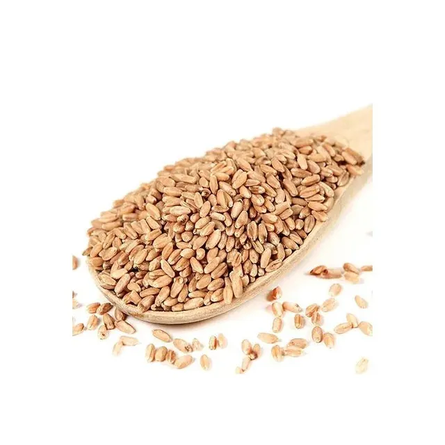 Wheat Grain Animal Feed Bulk