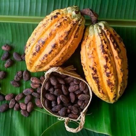 Cocoa Bean Product 2