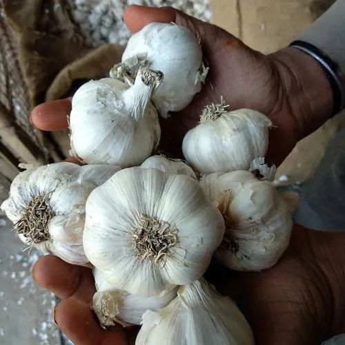 Premium Fresh Garlic