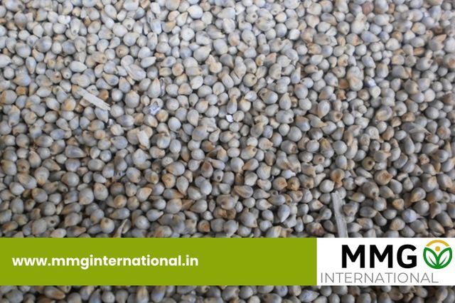 Fresh Green Millet